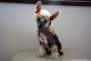 Chinesischer Schopfhund Top Welpen zur Abnahme