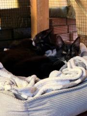 2 Katzenkinder und 4 katzenbabys