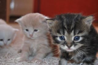 5 bezaubernde Maine Coon / Persermix Kitten