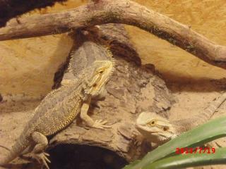 3 Bartagamen mit XXL-Terrarium 180, 00 Euro VB