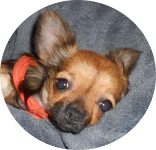 Teacup Chihuahua Weibchen 8 Monate alt