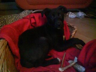 Bodercolli Schäferhundmix Welpen Mädchen sucht liebevolles neues Zuhause, ab s