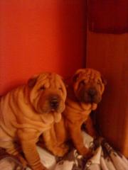 Shar Pei Welpen