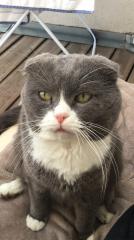 Süßer Scottish Fold in gute Hände zu Verschenken