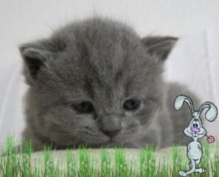BKH Kitten mit Stammbaum i. d. Farbe blau