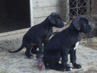 Deutsche Doggenwelpen