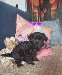 Zuckersüße maltipoo Babys