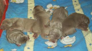 Weimaraner Welpen aus liebevoller Familienaufzucht