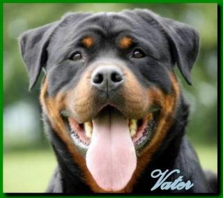 Kraeftige Rottweilerwelpen kupiert