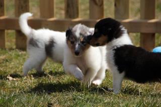 Colliewelpen amerikanischer Art in weiß mit merle markings, tricolour und blue