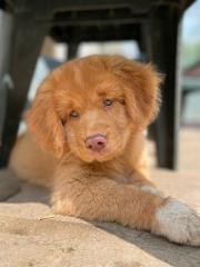 Nova Scotia Duck tolling Retriever Welpen