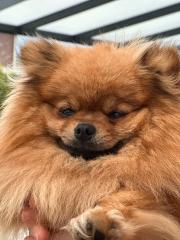 Pomeranian