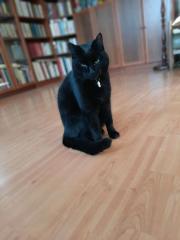 VERMISST SCHWARZER KATER IN PLESSOW, PLESSOWER ECK