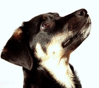 Hund sucht neues Zuhause