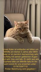 Katze vermisst