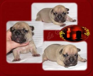 Französische Bulldoggen Rüden mit Papieren
