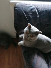 Kurzhaar Katter /Deckkater Hauskater.