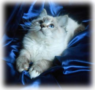 Dreamdolls-Ragdolls - Wir haben Babys