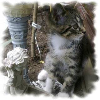 Maine-Coon-Mix-Baby gesucht