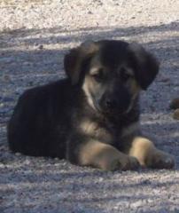 Pedro. so viel Sonnenschein in diesem Elend