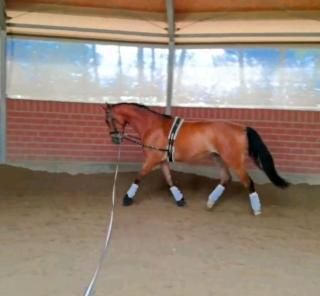 Reitbeteiligung 2 - 3 x Woche PsR Springpferd