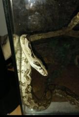 Verschenke Boa Männchen