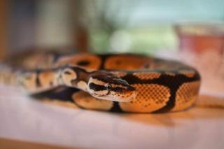 Königspython Pastell Python regius