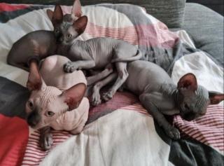 Sphynx Katzen 3 Jungs.