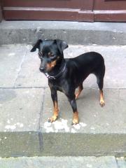 Zwergpinscher in sehr gute Hände abzugeben