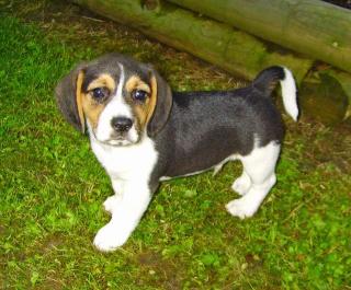Beagle-Welpen zu verkaufen