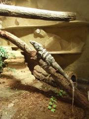 Schwarzer Leguan ctenosaura similis