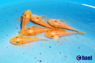 L144 Ancistrus sp. gold L-Welse