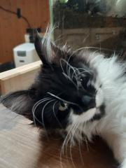 Maine coon Ragdoll Edelmix Kitten suchen tolles neues Zuhause
