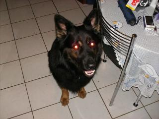 Altdeutscher Schäferhund Rüde abzugeben