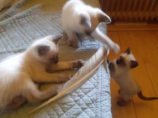 Supersüße Siamkitten sind bald abgabebereit