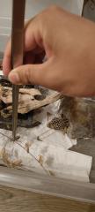 Zwei weibliche Leopardengeckos