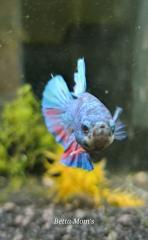 Betta Kampffisch Männlich