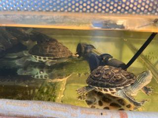 Schildkröten chinesische Wasserschildkröten
