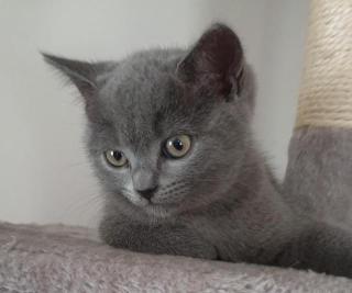 Britisch Kurzhaar Kitten