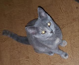 Bkh Katze reinrassig