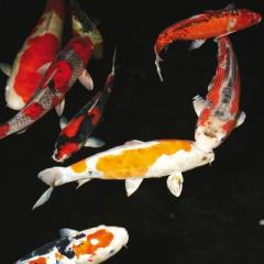 Koi-Koi-Koi-Koi-Koi-Koi // Fa. Fördefisch online bestellen