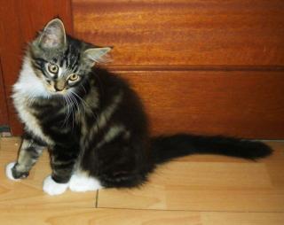 Fellmaus sucht Herbstplatz