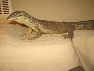 Varanus acanthurus / Stachelschwanswaran