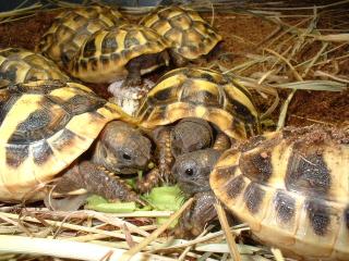 Griechische Landschildkröten NZ 2021