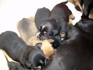 Dackel/Jackrusselwelpen