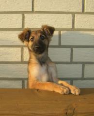 Holly sucht dringend ein Zuhause