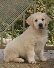 Golden Retriever Welpen