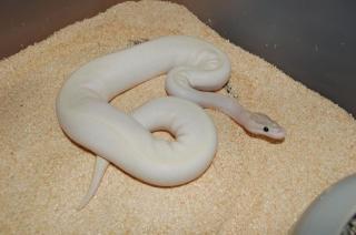 NZ 2021 0. 1 Ivory 0. 1 Oddball 1. 0 Yellowbelly adult het für Ivory