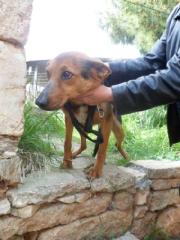 Cora sie wurde in Constanzes Zwinger entdeckt sie ist Mrs Elenis No 35