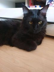 Zwei Maine Coon Kater